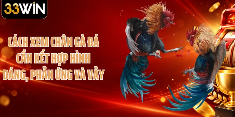 Cách xem chân gà đá cần kết hợp hình dáng, phản ứng và vảy
